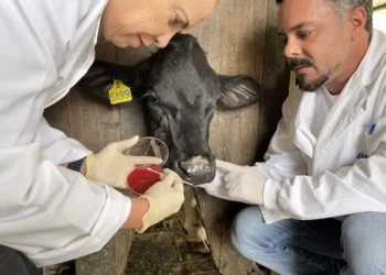 Pesquisadores durante coleta da mucosa nasal de animais da raça Hereford — Foto: Divulgação/Embrapa