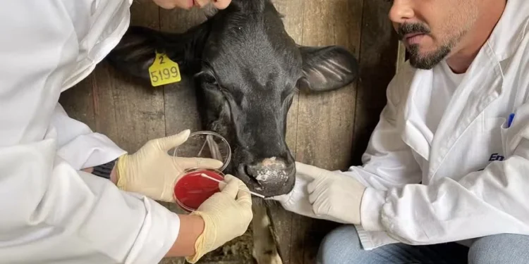 Pesquisadores durante coleta da mucosa nasal de animais da raça Hereford — Foto: Divulgação/Embrapa