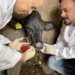 Pesquisadores durante coleta da mucosa nasal de animais da raça Hereford — Foto: Divulgação/Embrapa