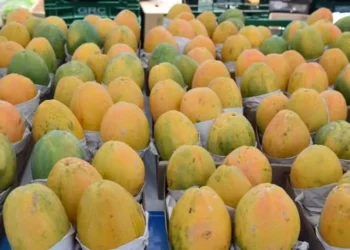 Foto: Ceagesp/Divulgação