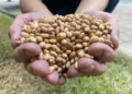 Foto: Emater-MG/Divulgação