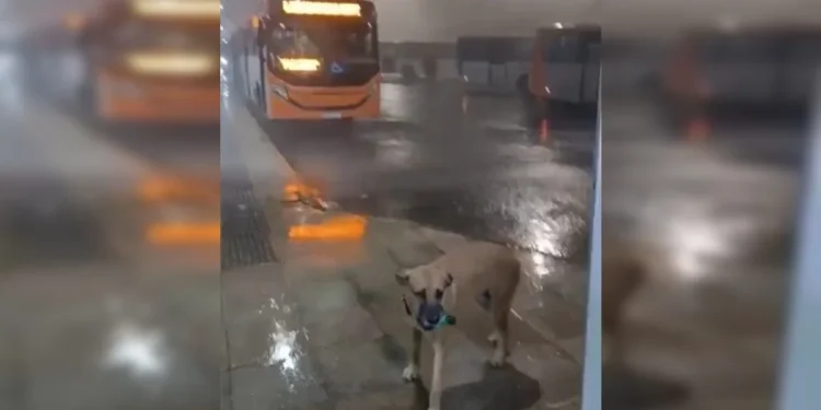 Imagem cedida ao Metrópoles