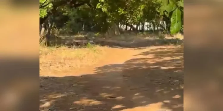 Caminho onde mulher foi esfaqueada após tentativa de estupro no centro de Palmas — Foto: Jéssica Silva/Arquivo pessoal